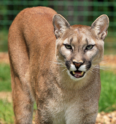 cougar 2 graphic
